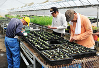 野菜・花の栽培