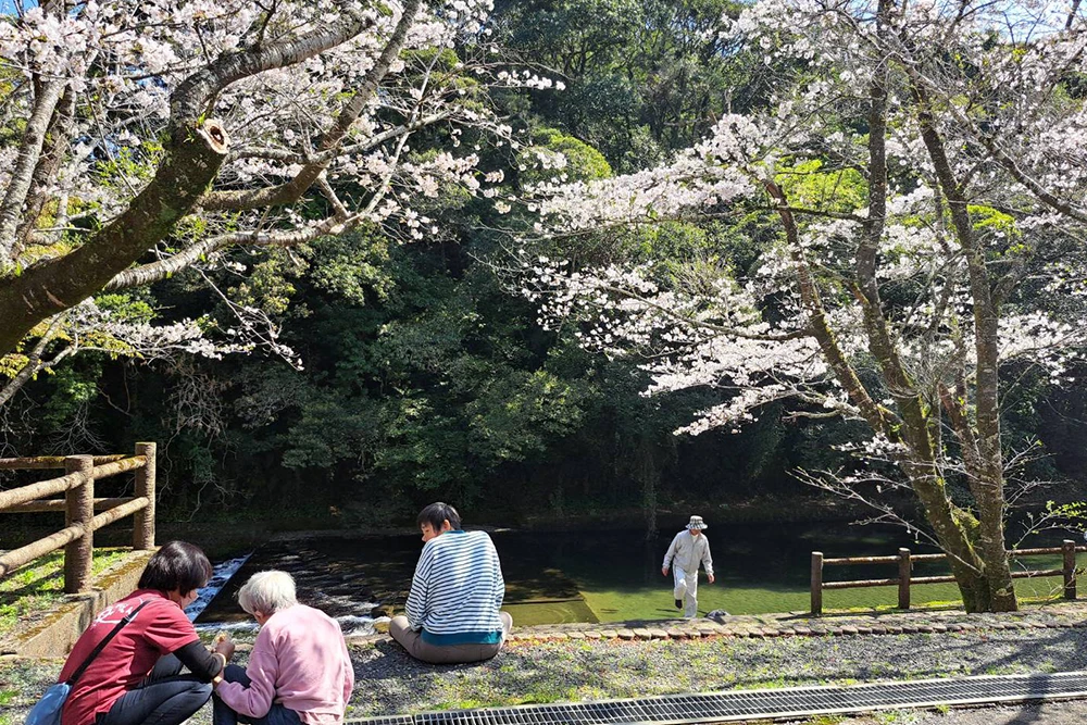 4月 花見